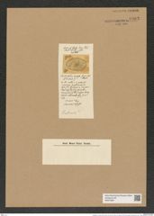 Biddulphia ? reversa Grove et Sturt. (de-Toni-Nr.: Genus 123, Species 3491) Zeichnungen Sammlung Grunow Nr. 6983 (NHMW-BOT-W0375887)